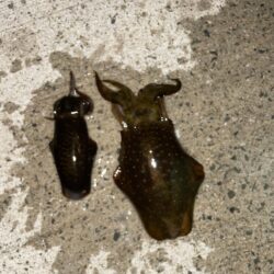 タチウオ不発　新子アオリイカ